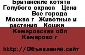 Британские котята Голубого окраса › Цена ­ 8 000 - Все города, Москва г. Животные и растения » Кошки   . Кемеровская обл.,Кемерово г.